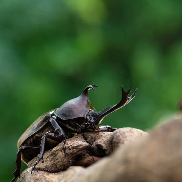 Japanese Rhinoceros Beetle (Trypoxylus dichotomus)